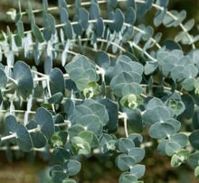 Load image into Gallery viewer, Eucalyptus Body Scrub
